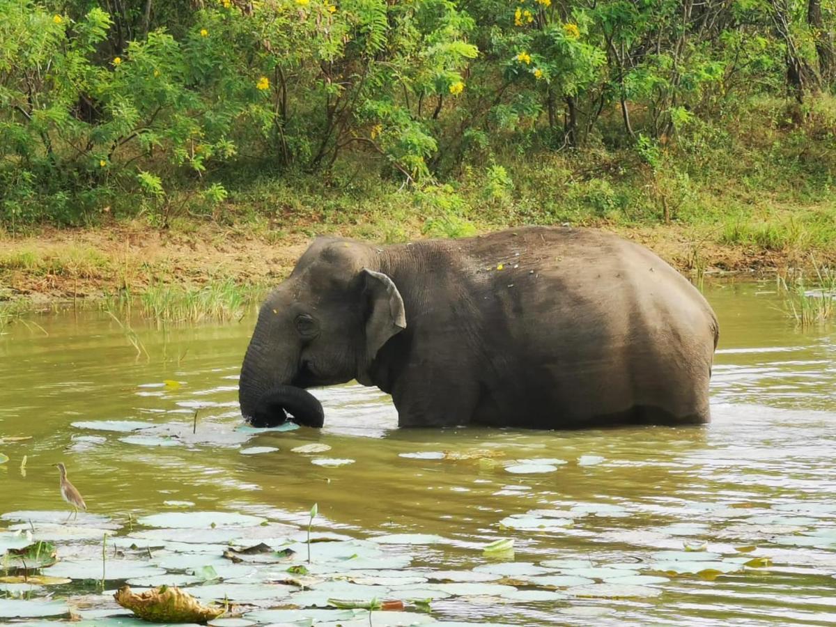 Lavender Home Yala Safari Tissamaharama Zewnętrze zdjęcie