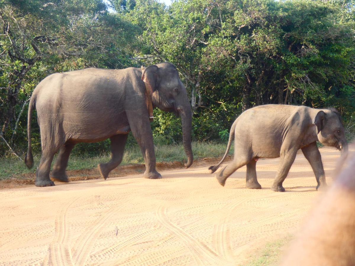 Lavender Home Yala Safari Tissamaharama Zewnętrze zdjęcie