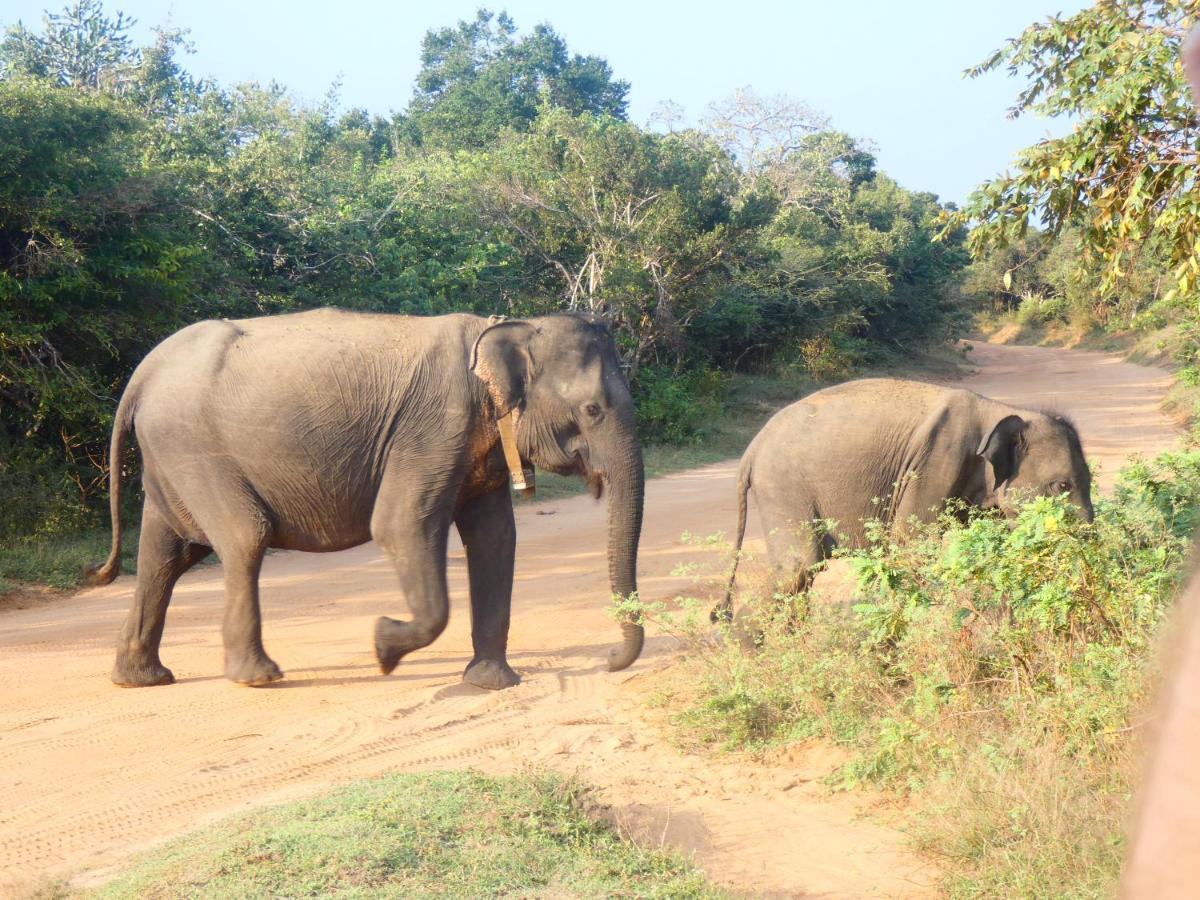 Lavender Home Yala Safari Tissamaharama Zewnętrze zdjęcie