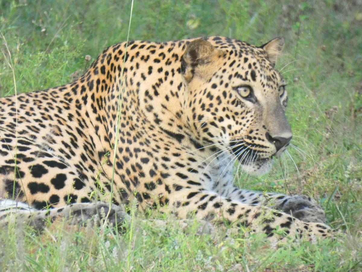 Lavender Home Yala Safari Tissamaharama Zewnętrze zdjęcie