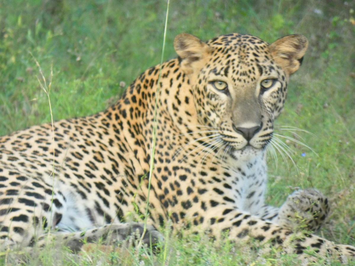 Lavender Home Yala Safari Tissamaharama Zewnętrze zdjęcie