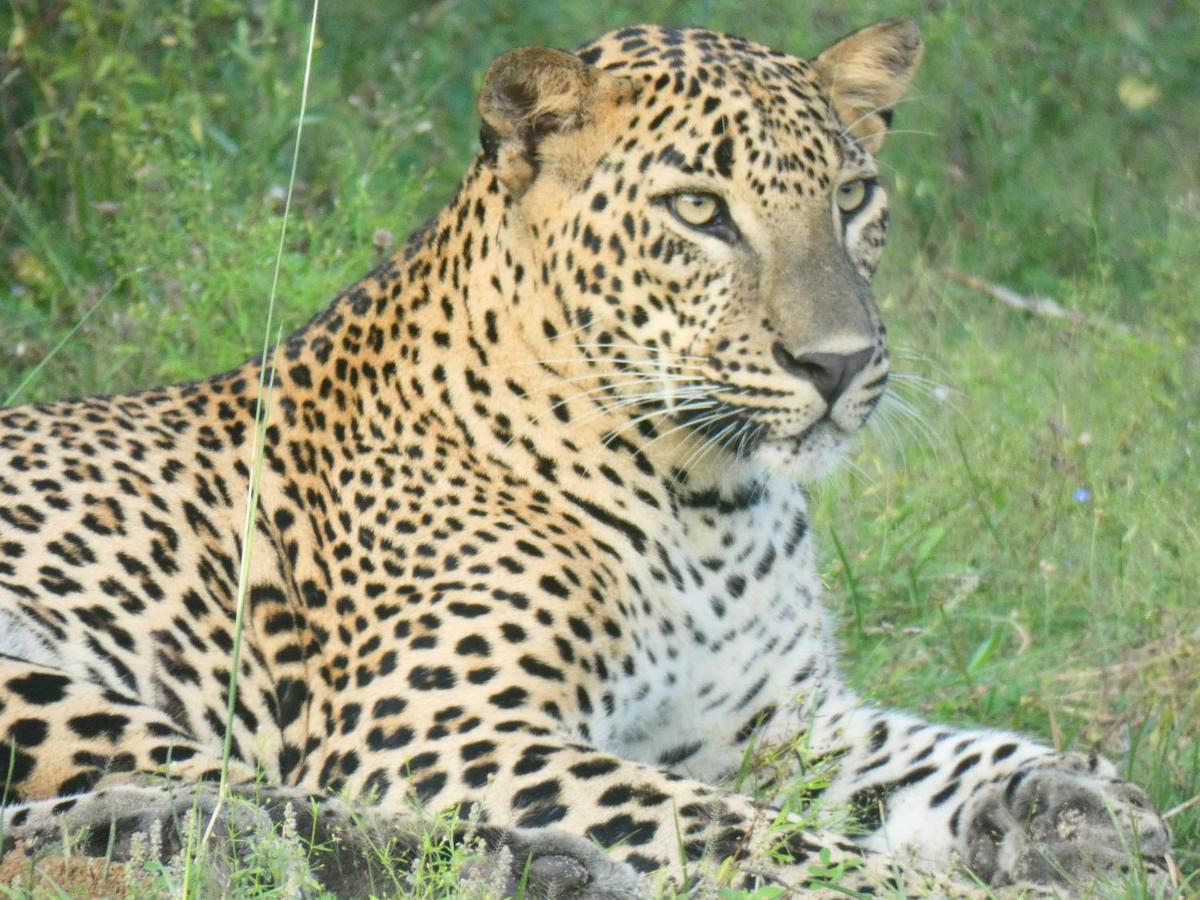 Lavender Home Yala Safari Tissamaharama Zewnętrze zdjęcie