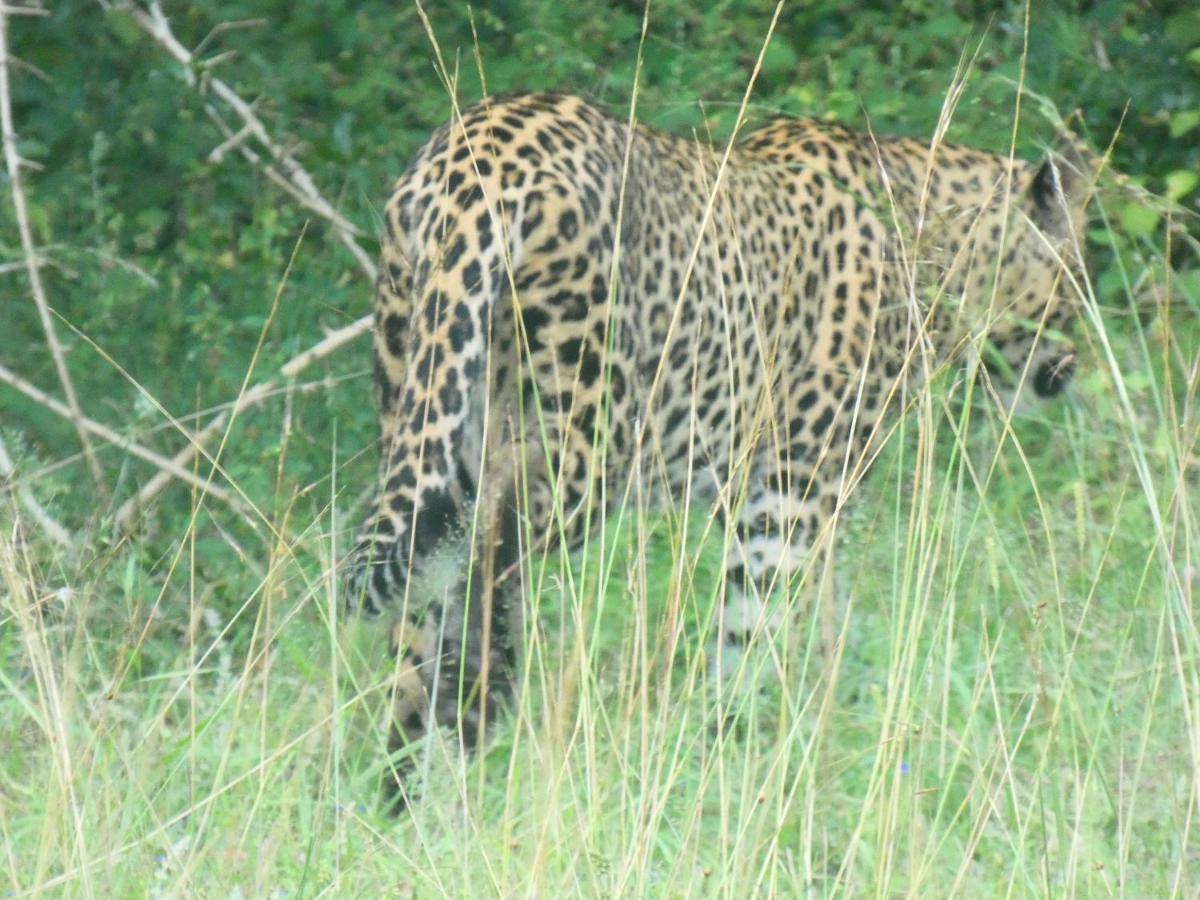 Lavender Home Yala Safari Tissamaharama Zewnętrze zdjęcie