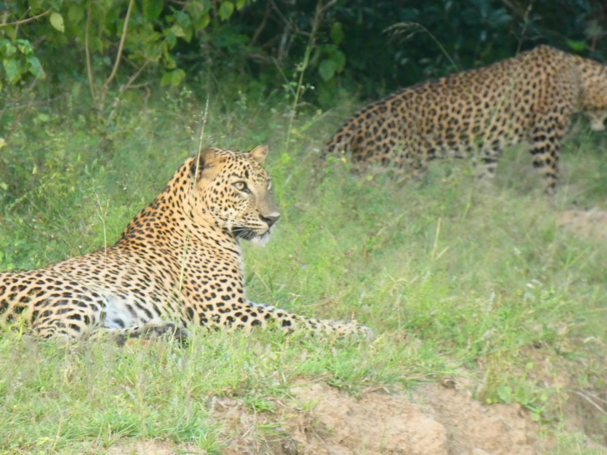 Lavender Home Yala Safari Tissamaharama Zewnętrze zdjęcie